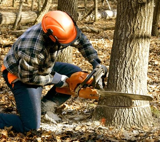 Tree Removal in Bath, PA